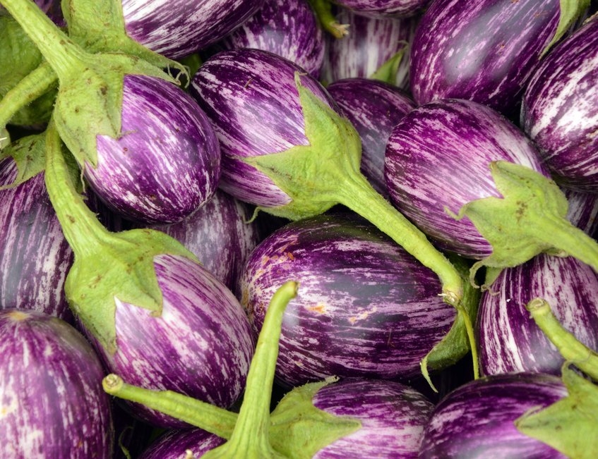 albal-aubergines-violettes-fraiches-content