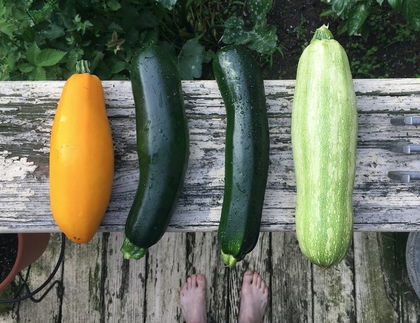 albal-courgettes-variantes-sur-une-table-en-bois-content