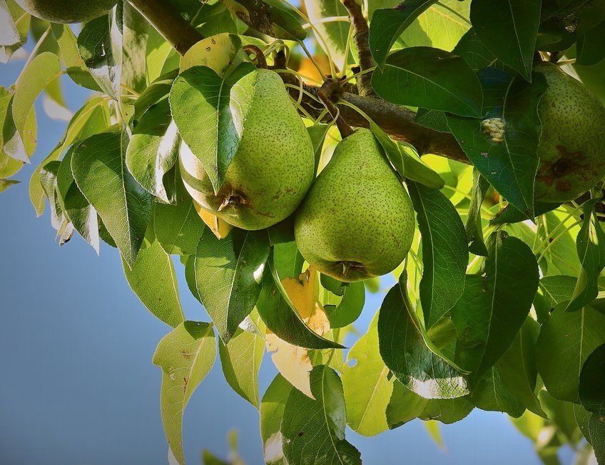 albal-deux-poires-sur-arbre-avec-feuilles-content