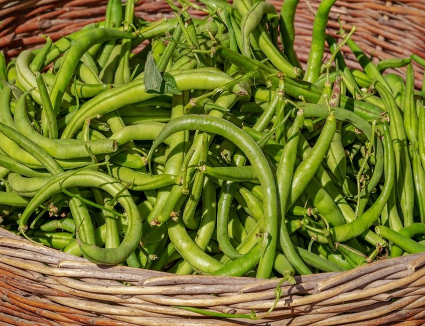 albal-haricots-verts-frais-dans-un-panier-content