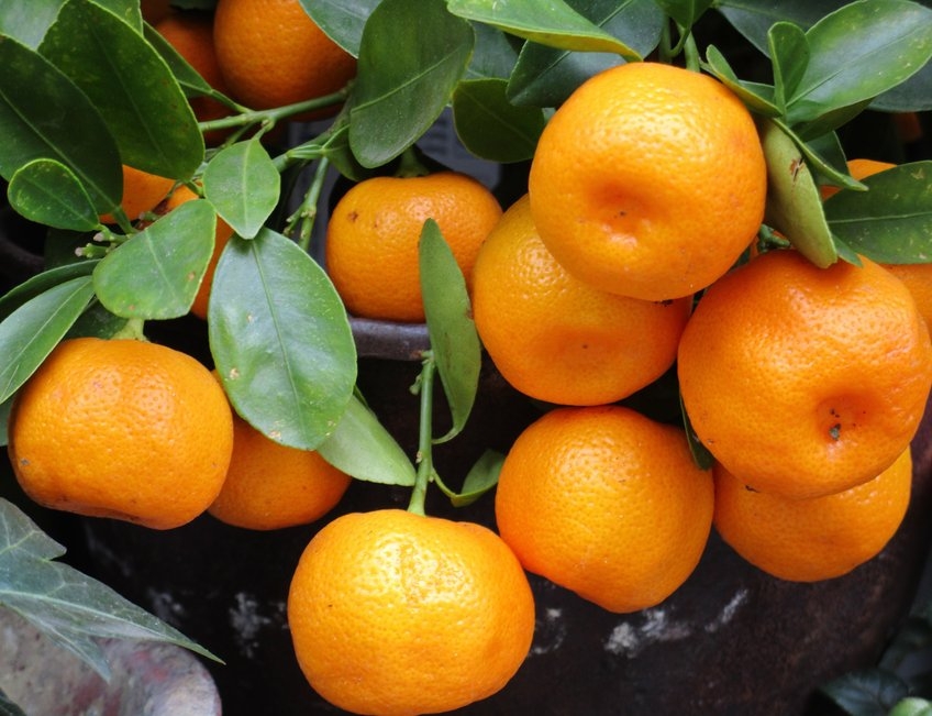 albal-mandarines-sur-arbre-avec-feuilles-content