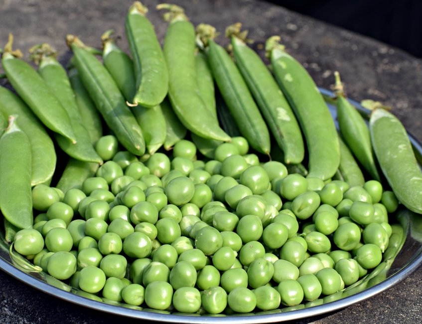 albal-pois-verts-sur-plat-content