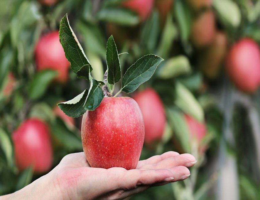 albal-pomme-rouge-dans-la-main-content