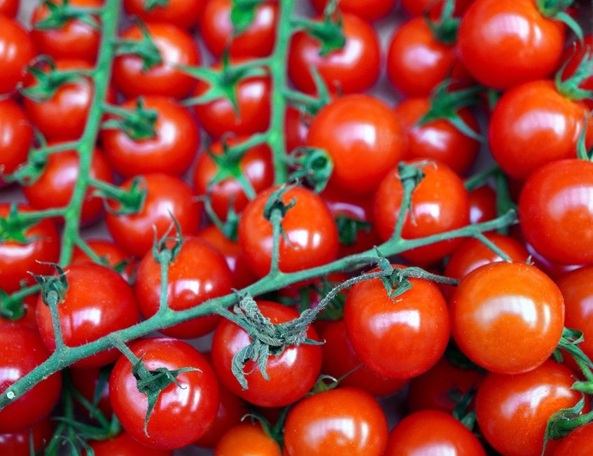 albal-tomates-cerises-sur-branche-content